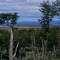 Bosque de Lenga en Tierra del Fuego, Chile