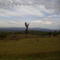 Arbol Campo