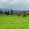 Pradera sur de Chile