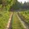 Camino verde, Rapel en Primavera