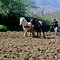Arando la tierra