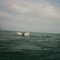 ballena en isla chañaral