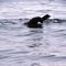 Lobo de Mar en el agua (Isla Chañaral) (Febrero 2011)