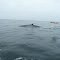 BALLENAS, CHAÑARAL DE ACEITUNO