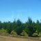 Plantaciones de Pino Radiata