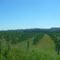 Plantaciones de Pino Radiata