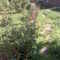 mi jardin