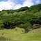 Bosque en Isla-Mocha.cl