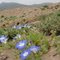 DESPERTAR DEL DESIERTO  -  FLORECE!!!!