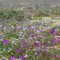 LA MAGIA DEL DESIERTO DE ATACAMA