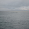 Ballena Azul