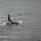Orca near Apiao