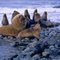 Magdalena Island National Park, Chile - Happy Family
