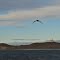 Magdalena Island, Strait of Magellan