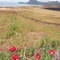 Amapolas en Juan Fernandes