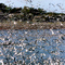 Gaviotas de Franklin en Puerto Sur, Isla Santa María.