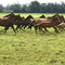 Manada de caballos - Criadero El Yugo de Colina