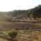 Guarilihue... campo de gato