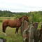 Rupanco, El Encanto, Caballo