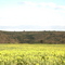 Girasoles