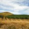 Vineyards near San Javier/ Viñedo cerca de San Javier, Maule, Chile.