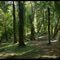 "Forest, Mañio, Tepa, Coihues " Huerquehue National Park,Pucon-CHILE / by: Jorge Campos Vivallos