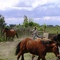 Domando caballo