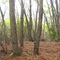 ALTOS DE LIRCAY, REGION DEL MAULE