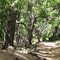 Bosque de Roble Maulino