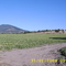 Producción de Sandias 2009