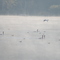 Birds in the mist