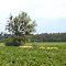 Arbol Solitario
