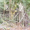 Trestle Ruin on Keasey Road