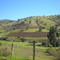 el manzano
