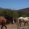caballos en el camino