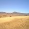 Grass