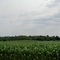 A Mound In The Field