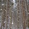 Wilderness Lodge trails XC Ski