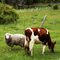 Pequeña la vaca o grande la oveja??