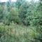 Bosque de Canelos