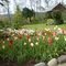 tulipanes