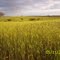 Plantacion de trigo en sector purapel