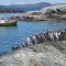 Pinguineras Isla Cocos