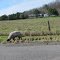 Tethered Sheep.