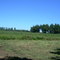 plantacion de porotos