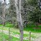 Bosque