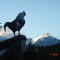 GALLO PATAGON