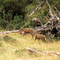 Raro encuentro, huemules (Hippocamelus bisulcus), Valle Río Los Ñadis