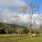 Campo cañetino