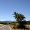 Árbol solitario camino a Cayucupil